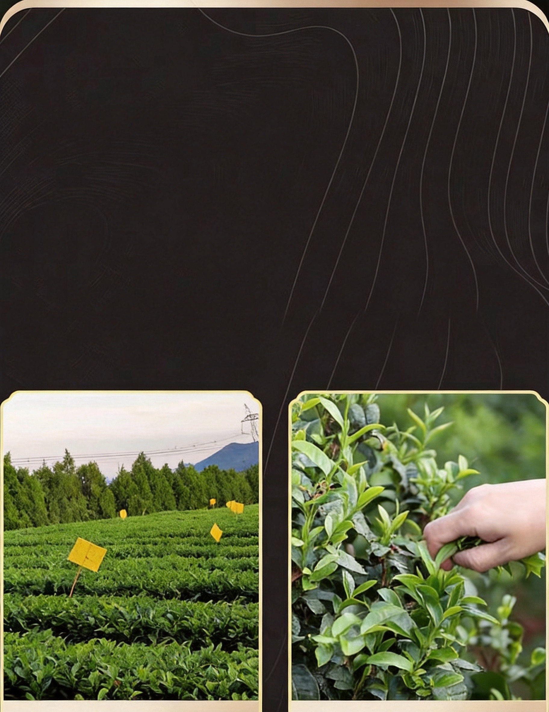 Hand-picked tea leaves from pesticide-free tea gardens in Hunan's Anhua region